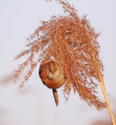 Baardmannetje / Bearded Tit