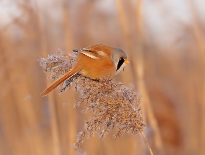 Baardmannetje / Bearded Tit