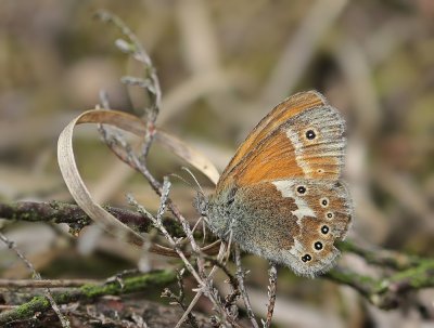 Veenhooibeestje / Large Heath