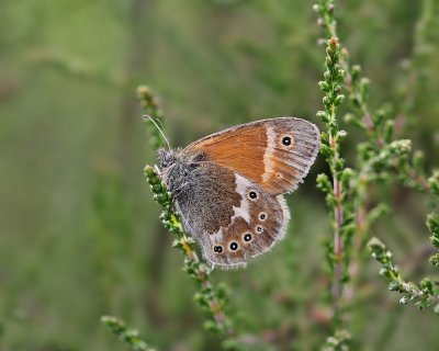 Veenhooibeestje / Large Heath