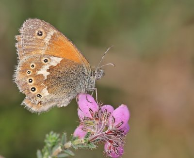 Veenhooibeestje / Large Heath