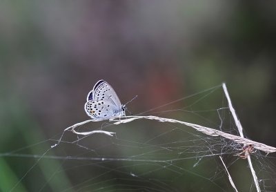 Veenbesblauwtje / Cranberry Blue