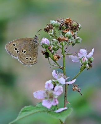Koevinkje / Ringlet