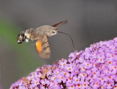 :: Kolibrievlinder / Hummingbird Hawk-moth ::