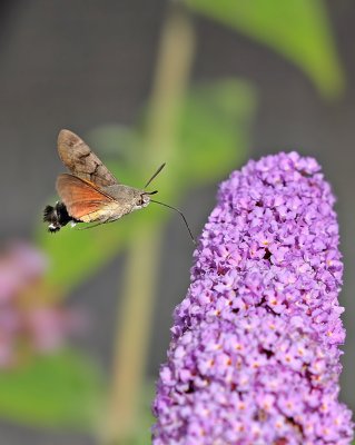 Kolibrievlinder / Hummingbird Hawk-moth