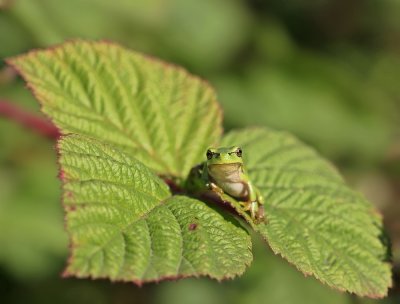 Boomkikker / European Tree Frog