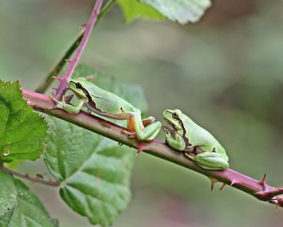 Boomkikker / European Tree Frog