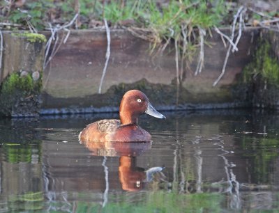 Witoogeend / Ferruginous Duck