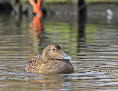 Eider / Common Eider