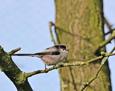 Staartmees / Long-tailed Tit