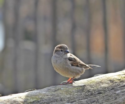 Huismus / House Sparrow
