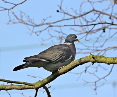 Houtduif / Wood Pigeon