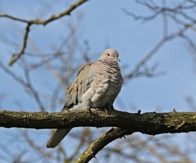 Turkse Tortel / Collared Dove
