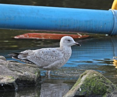 Zilvermeeuw / European Herring Gull