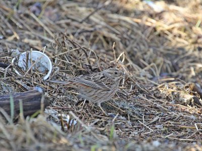 Witkopgors / Pine Bunting