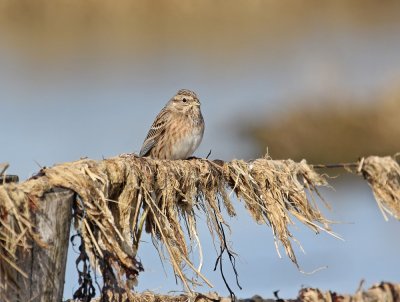 Witkopgors / Pine Bunting