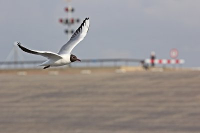 Kokmeeuw / Black-headed Gull