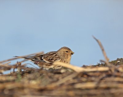 Frater / Twite