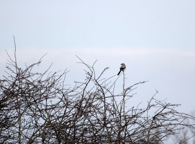 :: Klapekster / Great Grey Shrike ::