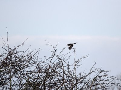 Klapekster / Great Grey Shrike