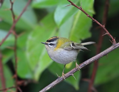Vuurgoudhaantje / Firecrest