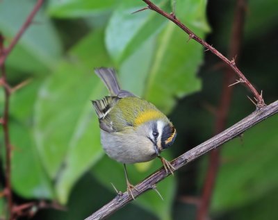 Vuurgoudhaantje / Firecrest