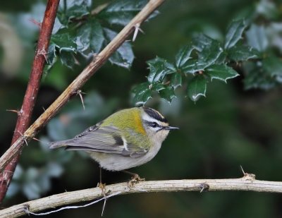 Vuurgoudhaantje / Firecrest