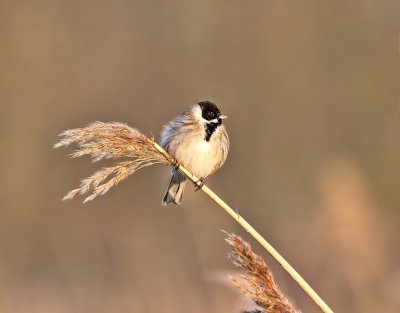 Rietgors / Reed Bunting