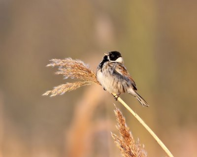 :: Rietgors / Reed Bunting ::