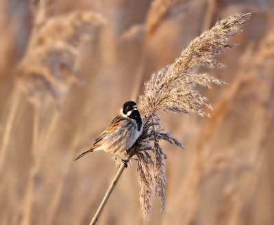 Rietgors / Reed Bunting