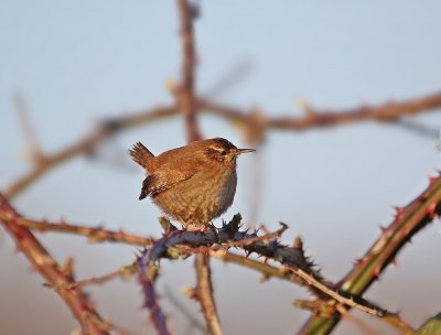 Winterkoning / Northern Wren