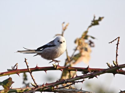 Witkopstaartmees / White-headed Long-tailed Tit