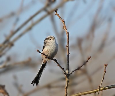 Staartmees / Long-tailed Tit