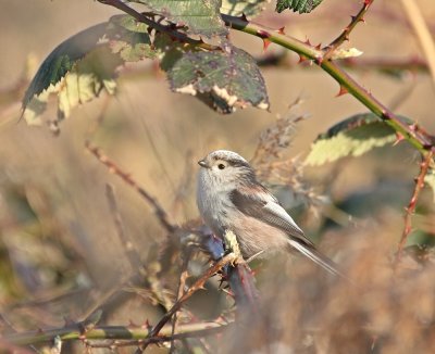 Staartmees / Long-tailed Tit