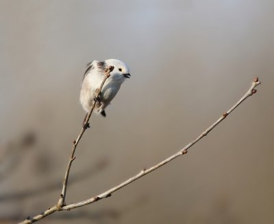 Witkopstaartmees / White-headed Long-tailed Tit