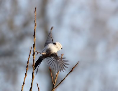 Witkopstaartmees / White-headed Long-tailed Tit