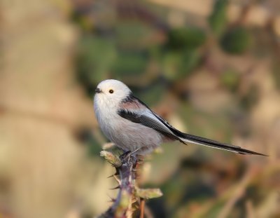 :: Witkopstaartmees / White-headed Long-tailed Tit ::