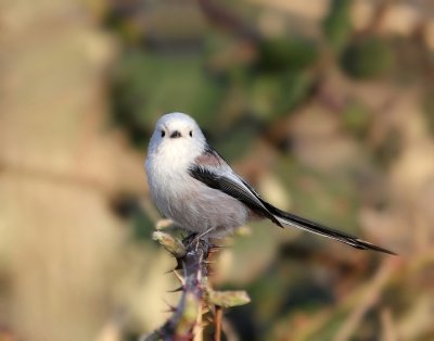 Witkopstaartmees / White-headed Long-tailed Tit