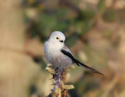 Witkopstaartmees / White-headed Long-tailed Tit