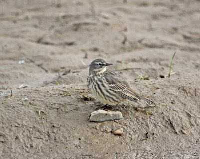 Oeverpieper / Rock Pipit 