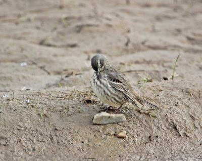 Oeverpieper / Rock Pipit 