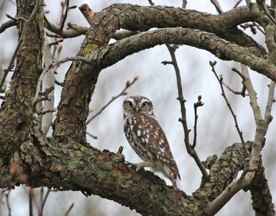 Steenuil / Little Owl
