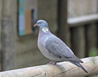 :: Houtduif / Wood Pigeon ::