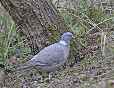 Houtduif / Wood Pigeon