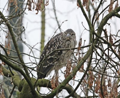 Kwak / Black-crowned Night Heron