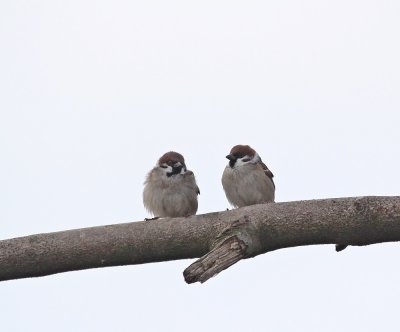Ringmus / Tree Sparrow