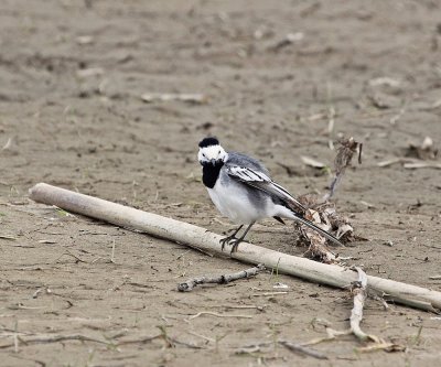 Witte Kwikstaart / White Wagtail