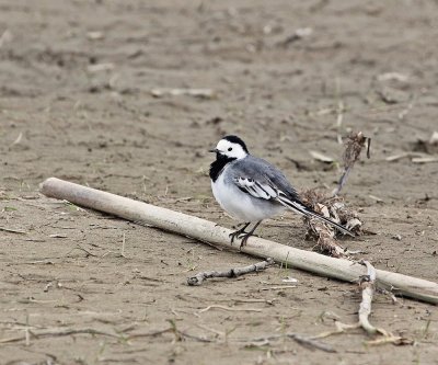 :: Witte Kwikstaart / White Wagtail ::