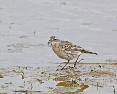 Waterpieper / Water Pipit