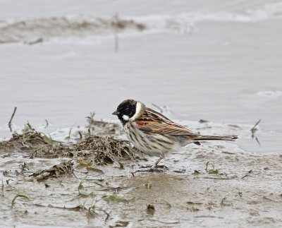 Rietgors / Reed Bunting